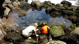 la jolla tide pools california beaches