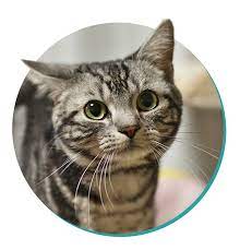 While a number of cat breeds are expected to live to be around 12 years of age, others routinely make it into their 20s. Cat Breed Corner Domestic Shorthair Mad Paws Blog