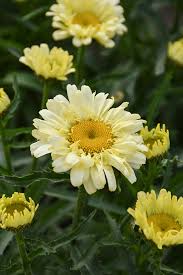 Shasta Daisy - Sweet Daisy Izabel