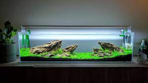 We are majorly focused on the design, construction and maintenance of aquariums (freshwater and saltwater). The 10 Amazing Desktop Fish Tanks Reviews Guide Of 2021