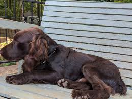 Maybe you would like to learn more about one of these? Boykin Spaniel Puppies For Sale Monroe Ga 330444