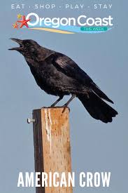 Birds Of Central Oregon Coast Birding Is A Year Round Activity On The Oregon Coast Which Is Known For Its Abundance Of Bird Watching Spots A Varie American Crow Oregon Coast Bird Watching