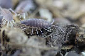 Rieger 2013), so auch die kellerassel porcellio scaber und die mauerassel oniscus asselus. Fragen Zur Assel Haltung Und Die Antworten Insektenliebe