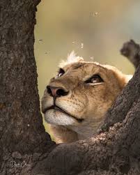 A Lioness Catching Flies In Serengeti National Park Tanzania The Serengeti Is Believed To Be Home To The Larges Animals Beautiful Beautiful Cats Animals Wild