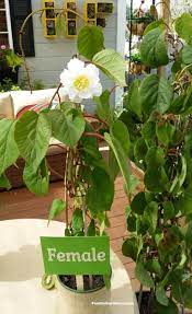 Actinidia delicious are commonly found in grocery stores. How To Grow Kiwi From Store Bought Kiwi Fruit The Foodie Gardener