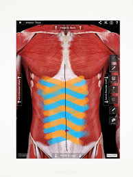 Pin By Shades Of Lavender At Whisperi On Baby Stuff Stuff Diastasis Recti Diastasis Postnatal Workout