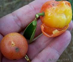 Image result for Ximenia