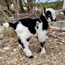 Holland Lop Netherland Dwarf Bunnies And Goats For Sale Austin Tx Sixshooter Farms Goats For Sale Netherland Dwarf Bunny Dwarf Bunnies