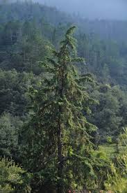 Image result for Cupressus arizonica