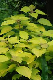 Image result for Broussonetia