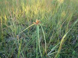 Image result for Cyperus niveus
