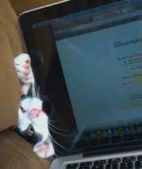 rol calmak kiskanclik ilgilenilme arzusu artik adini siz koyun http onedio com haber tum ilgiyi kendi uzerin komik hayvanlar hayvan cok sirin hayvanlar