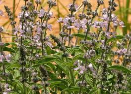 Image result for Ocimum urundense
