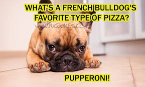60 Clean Dog Jokes For Kids! — WEIRD WORLD