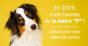 Nom populaire pour un chien ? Nom De Chien Commencant Par La Lettre P Notre Selection Pour L Annee 2019 Choisir Son Chien Wamiz