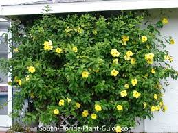 We did not find results for: Allamanda Vine