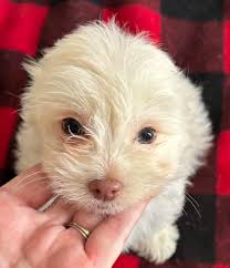 Chinese Crested Powder Puff Boy. Incredibly smart and loving. Walker  Louisiana