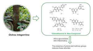 Image result for Ochna macrocalyx