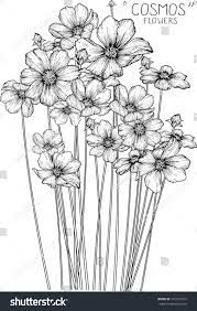 Cosmos Flowers Drawing Illustration Vector And Clip Art Ad Ad Drawing Flowers Cosmos Illus Flower Drawing Flower Drawing Tumblr Flower Drawing Tutorials