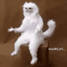 The perfect monkey howdoesthisman haircut animated gif for your conversation. Monkey Haircut Gifs Tenor