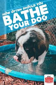 How Often To Bathe A Dog Guide For Pet Parents Good Doggies Online Dog Care Big Dog Care Dogs