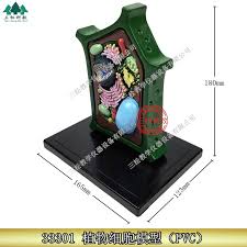 It is clear that it constitutes the basic unit of the organized state; Plant Cell Model Plant Microscopic Specimens Magnified Cell Structure Bio Teaching Model Display Utensils Educational Equipment Aliexpress