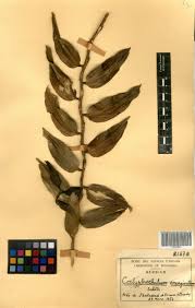 Image result for Diaphananthe bidens