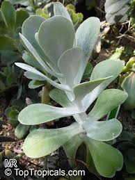 We did not find results for: Kalanchoe Tetraphylla Kalanchoe Thyrsiflora Paddle Leaf Flapjacks Desert Cabbage Toptropicals Com