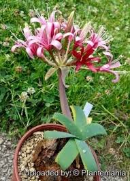 Image result for Ammocharis