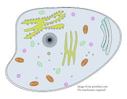 Animal cells are packed with amazingly specialized structures. Plant Cell Animal Cell Or Both Quiz