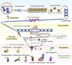 Bioengineers specializing in cell and gene biotechnology are capable of directing biological processes at dna, protein, organism or ecosystem level, and of using their engineering mindset to put that knowledge into practice for industry and society. Crispr Mediated Engineering Across The Central Dogma In Plant Biology For Basic Research And Crop Improvement Sciencedirect