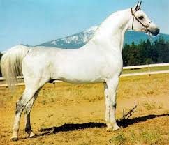 Exelsjor Aquinor X Eleonora By Witraz 1963 1978 Grey Stallion Sired 153 Registered Purebreds In The Us Gra Arabian Horse Horses Beautiful Arabian Horses