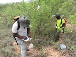 Image result for Brackenridgea zanguebarica