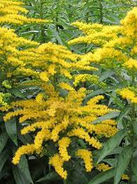 Solidago Canadensis Canadian Goldenrod World Of Flowering Plants Canadensis Planting Flowers Perennials