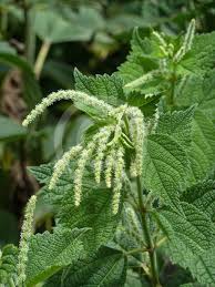 Image result for Boehmeria nivea