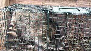 Instead of struggling with a. Central Pest Control Home Facebook