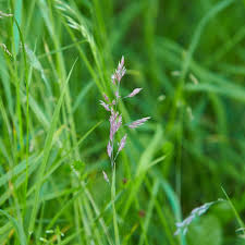 Image result for Festuca