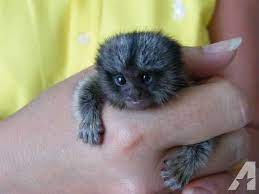 Adorable Marmoset Monkeys For Rehoming Pet Monkey Cute Baby Animals Baby Monkey Pet