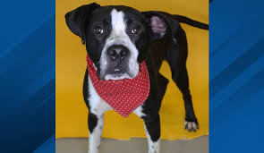 The save a pet, located in columbus, ohio is an animal shelter that provides temporary. Pcb2bgqubf8shm