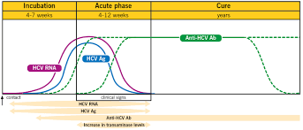 If you receive a diagnosis of hepatitis c, your doctor will likely recommend certain lifestyle changes. Hepatitis C Antibodies Information The Doctors Laboratory