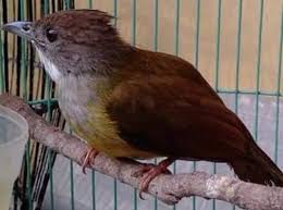 Burung ini memiliki daya tarik pada suaranya yang sangat indah, lantang dan menghibur sehingga burung ini acap kali diperlombakan di kontes burung kicau. Perawatan Burung Cucak Jenggot Contoh Lif Co Id