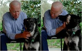 Champ and major are pet german shepherd dogs that belong to president of the united states joe biden and the first lady, jill biden. Joe Biden S Dog Major Will Be The First Rescue Dog In The White House And People Are Stoked Glamour