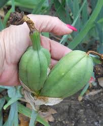 The pods start out small and green but expand quickly during summer months. Can Anyone Tell Me What This Is At Top Of My Iris Are They Seed Pods Hometalk