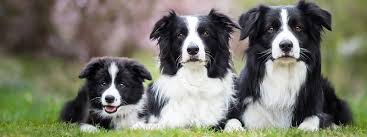 If the 2019 survey results were extrapolated across all. Mdr1 Genetic Testing What You Need To Know Today S Veterinary Nurse