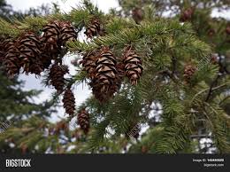 Check spelling or type a new query. Pine Cones Needles Image Photo Free Trial Bigstock