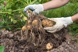Eine gesteckte kartoffel bringt eine neue pflanze. Kartoffeln Pflanzen Kartoffeln Setzen Umfassender Kartoffel Ratgeber