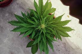 3 ¿cuándo es autocultivo y cuándo tráfico? Que Es La Privacion De Luz Y Como Afecta A La Marihuana Rqs Blog