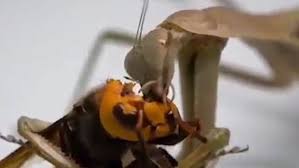 We would like to show you a description here but the site won't allow us. Shocking Moment A Praying Mantis Kills And Eats The Head Of A Murder Hornet Daily Mail Online