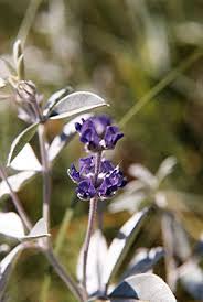 Image result for Zygophyllum cuneifolium