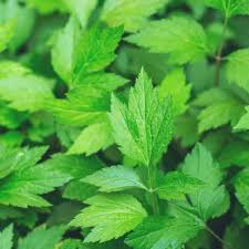 As referenced in witches' brews and folklore, mugwort grows as a weed across europe and elsewhere. Mugwort Benefits Uses Dosage Risks And Side Effects Dr Axe
